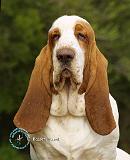 Basset Hound 9L9D-22